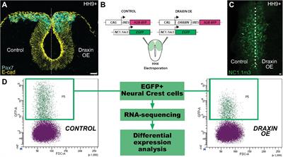 Transcriptomic Identification of Draxin-Responsive Targets During Cranial Neural Crest EMT